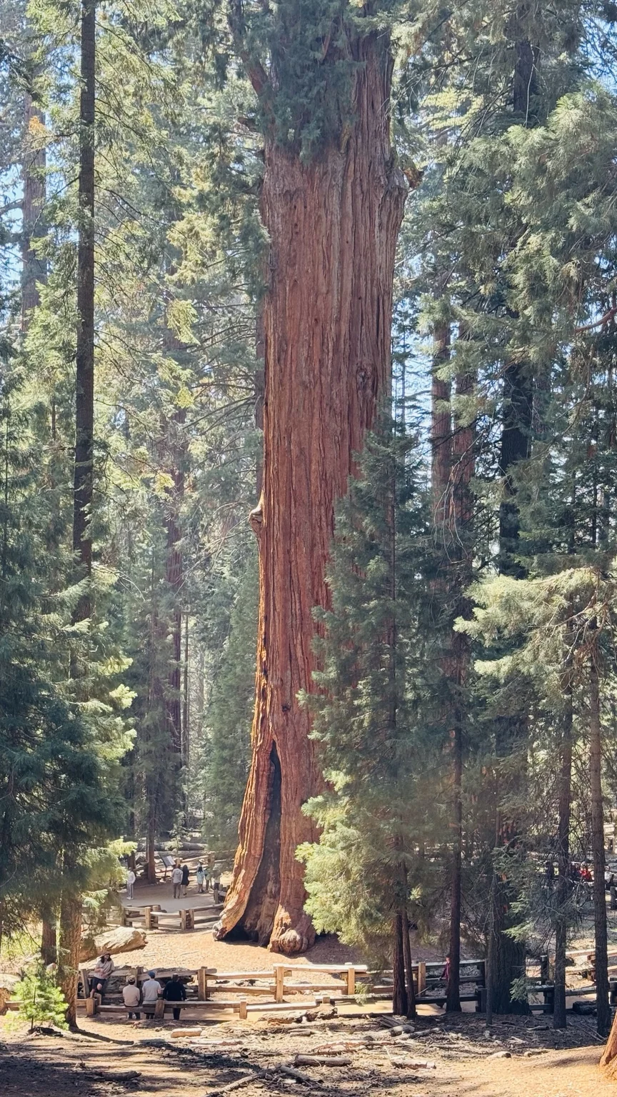 General Sherman Tree周辺の森に立つ巨大なセコイア