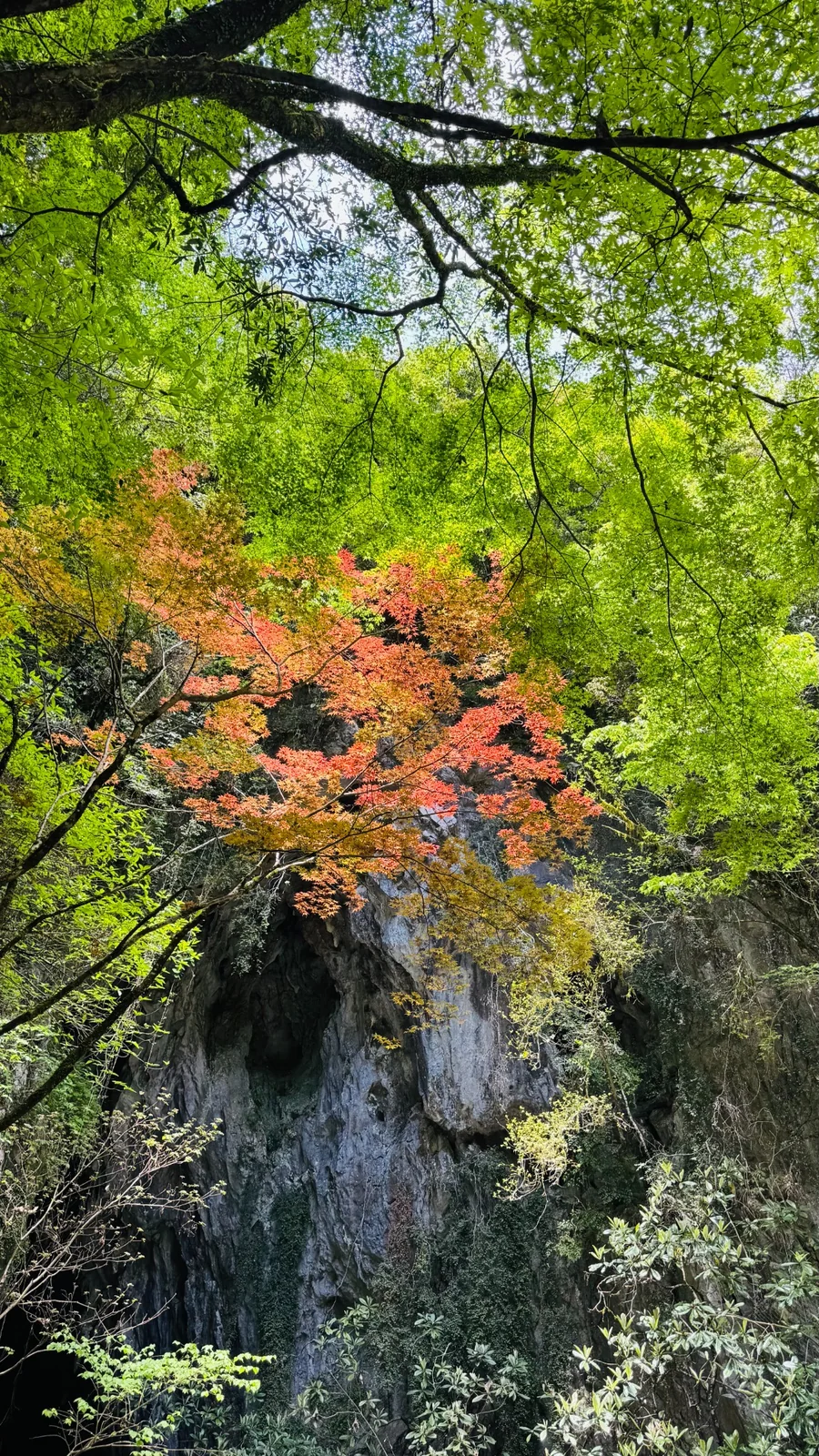 新緑に囲まれた秋芳洞正面入口へ向かう景色