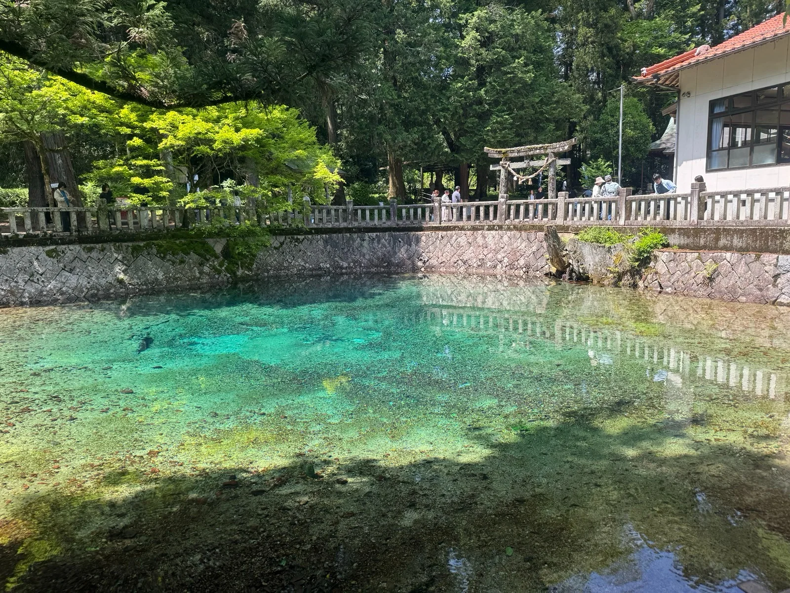 美祢市養鱒場釣り堀近くの別府弁天池の透明な青い水