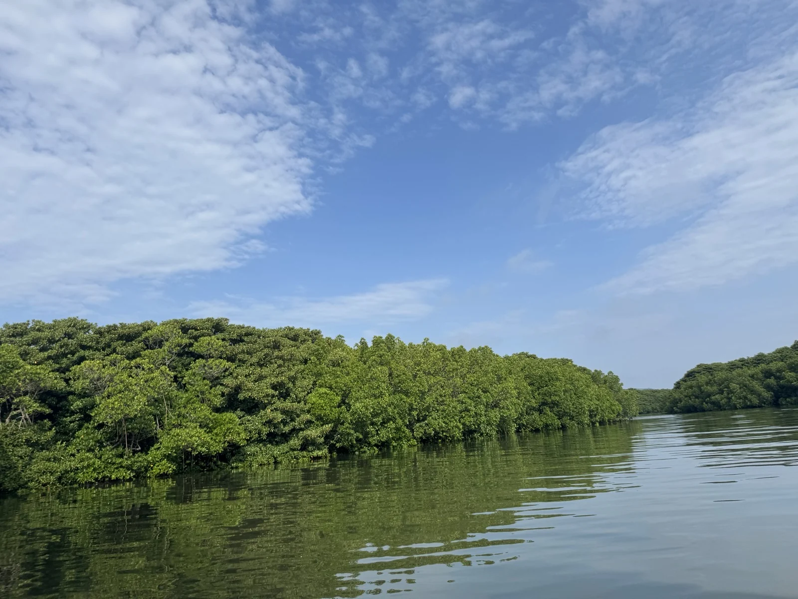 石垣島宮良川の静かなマングローブと水面