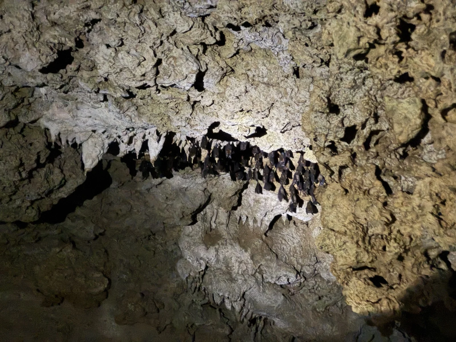 宮良川マングローブカヤック途中の洞窟にいたコウモリ