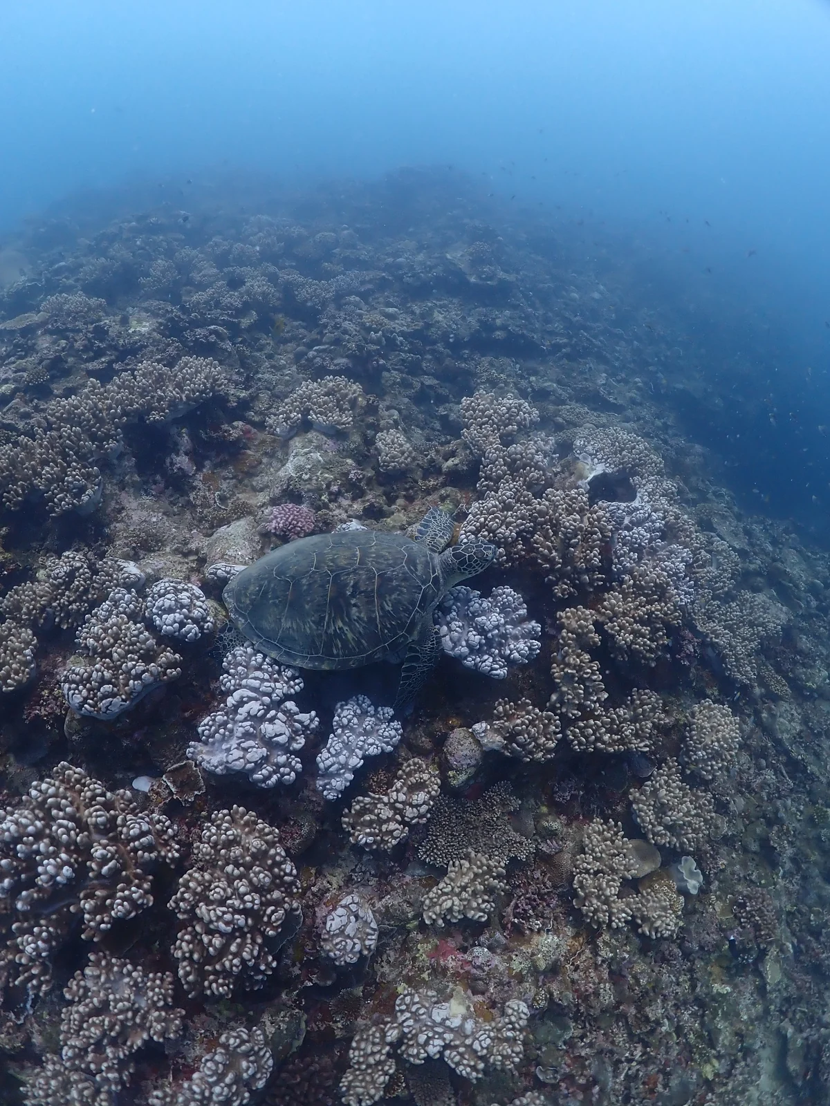 石垣島シュノーケリングでサンゴ礁の上にいたウミガメ