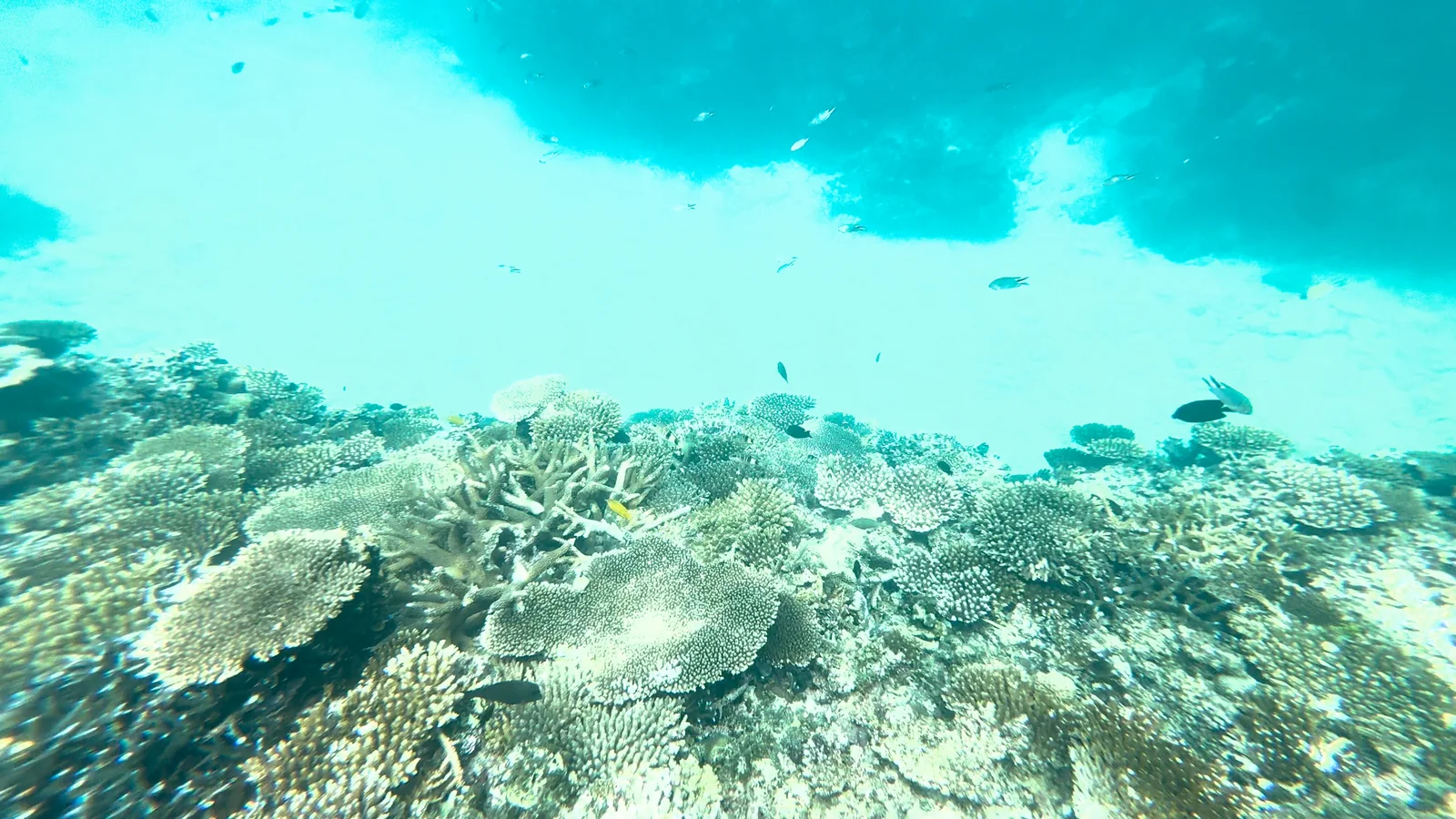 石垣島の1日シュノーケリングで見たサンゴ礁